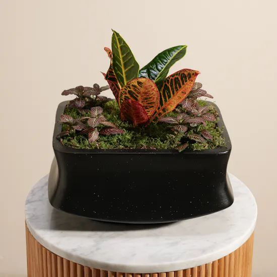 Codiaeum Variegatum Petra and Fittonia Joly Josan Duo Plants