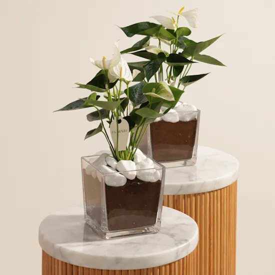 Duo White Anthurium Plants