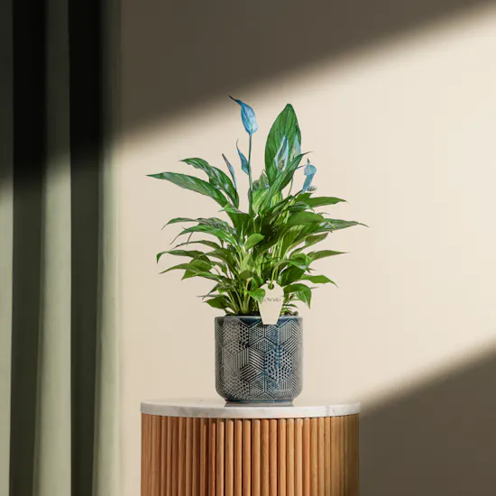 Serene Blue Spathiphyllum Plant