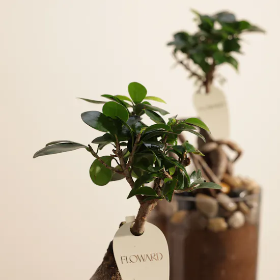 Classy Ficus Ginseng Duo Plant