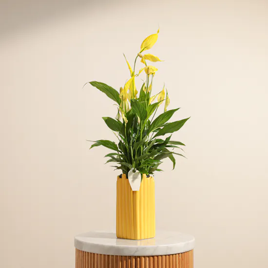 Elegant Yellow Spathiphyllum Plant