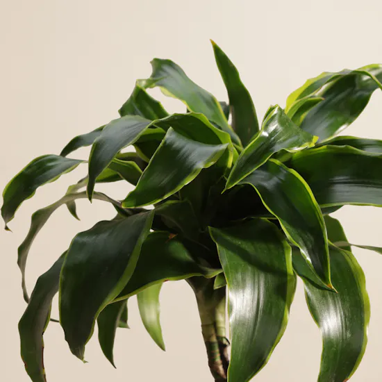 Delightful Dracaena Lemon Lime Plant