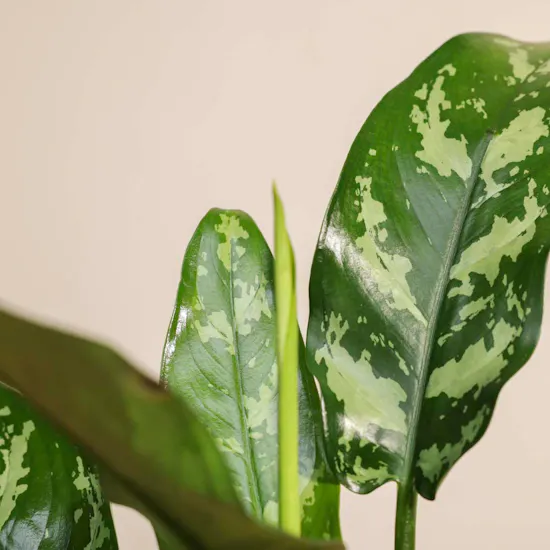 Founding Day Aglaonema Maria Plant Pot