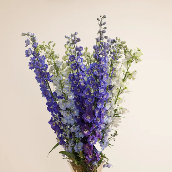 Charming Delphinium Luxery Vase