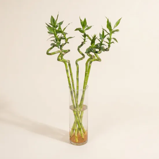Bamboo Plant Vase | 5 Lucky Bamboo