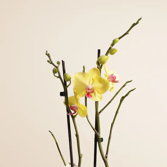 The Golden Yellow Phalaenopsis Plant