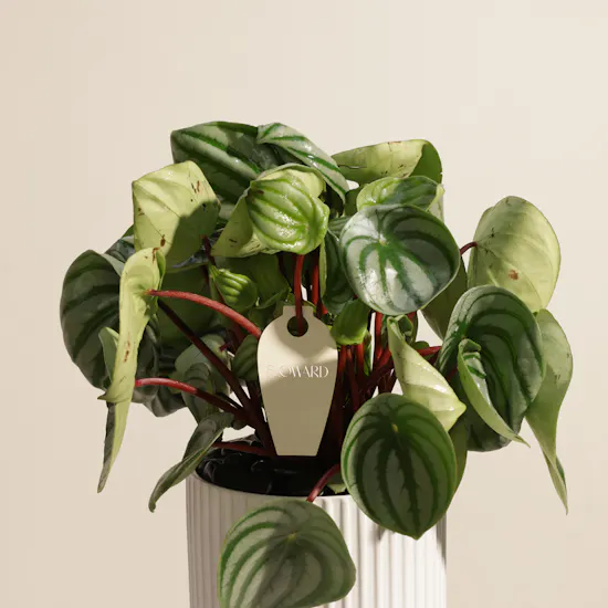 Iconic Peperomia Watermelon Plant