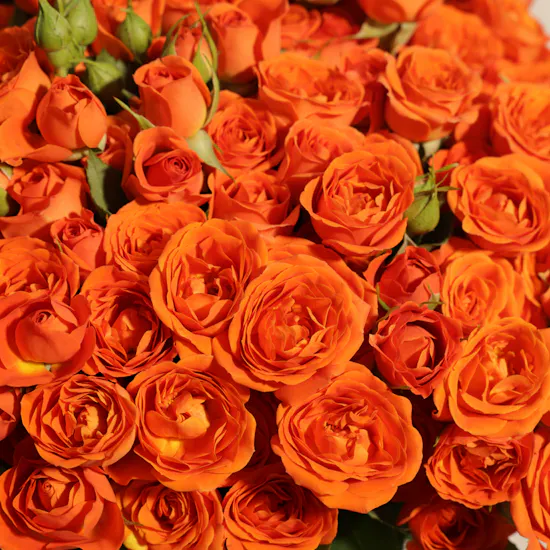 Huge Orange Baby Rose Vase