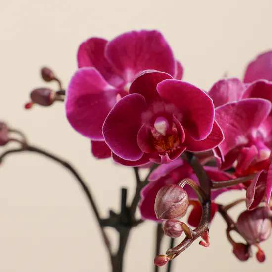 Velvet Small Purple Phalaenopsis Orchid Plant