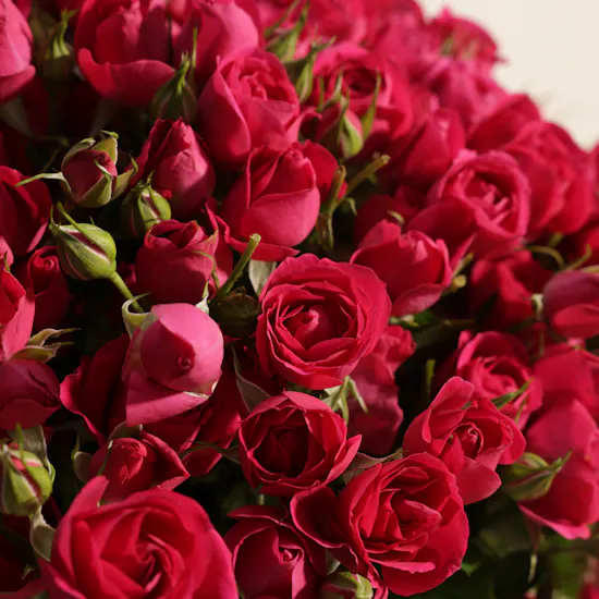 Fuchsia Baby Roses Vase | 50 Flowers