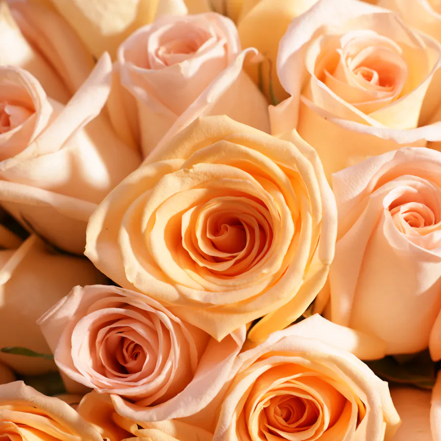 Royal Roses Bouquet | 150 Roses 4