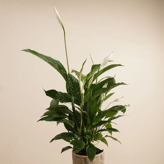 Pure Big White and Green Spathiphyllum Plant