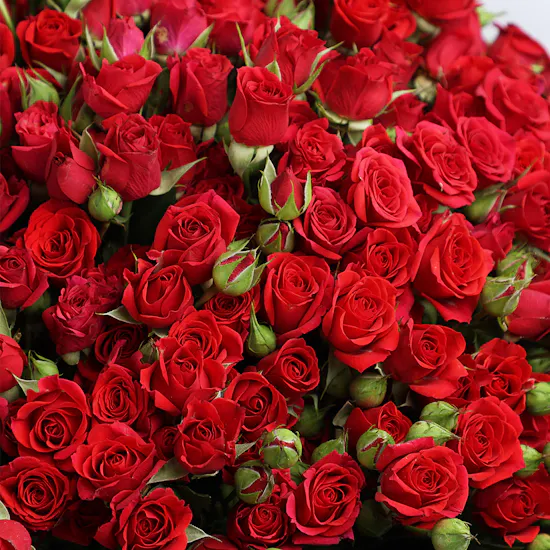 100 Red Baby Rose | Black Wrap