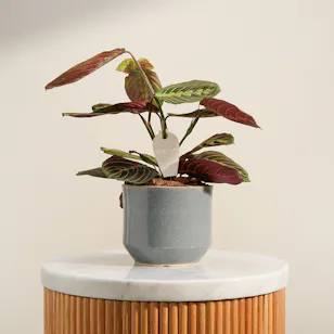 Lovely Calathea Maranta Plant