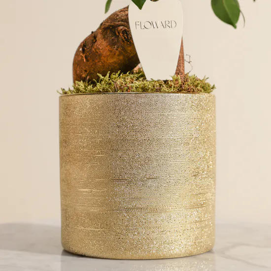 Magical Ficus Ginseng Plant