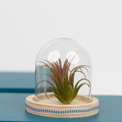 Air Plant