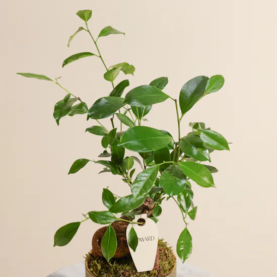 Magical Ficus Ginseng Plant