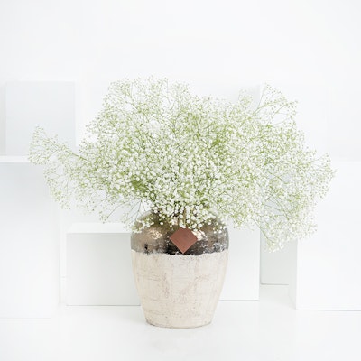 Gypsophila Forrest | Vase