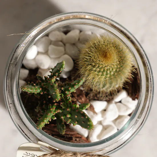 Unique Open Cactus Terrarium Plant