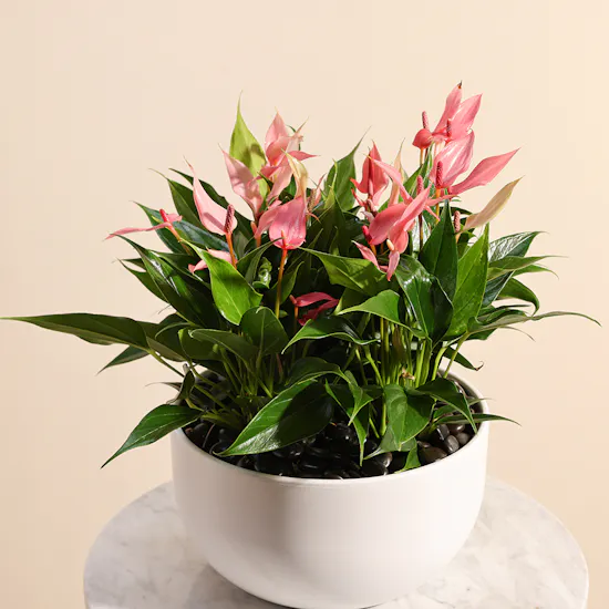 Pink Anthurium Lilly | White Pot