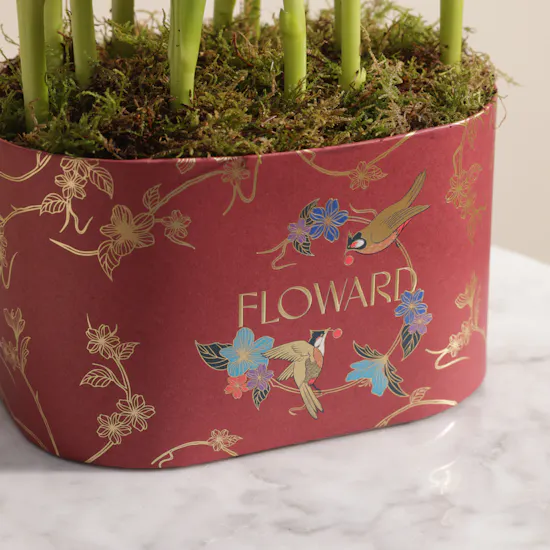 Forever Red Tulip Box | 12 Flowers