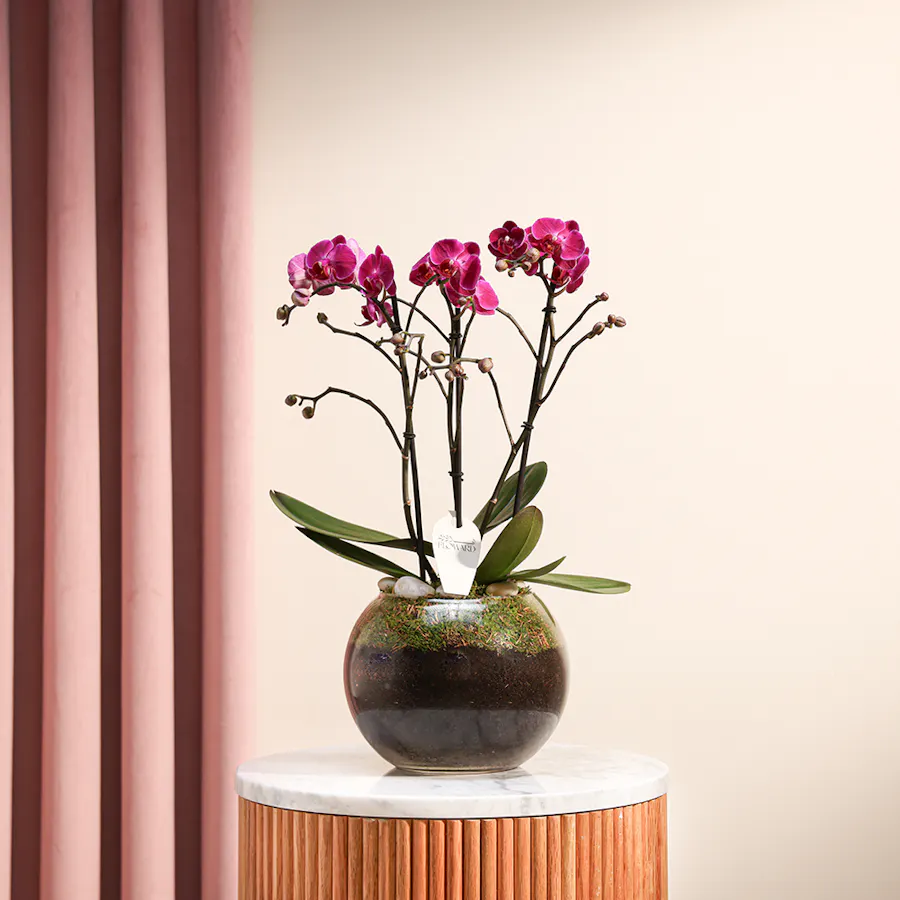 Purple Princess Orchid  2