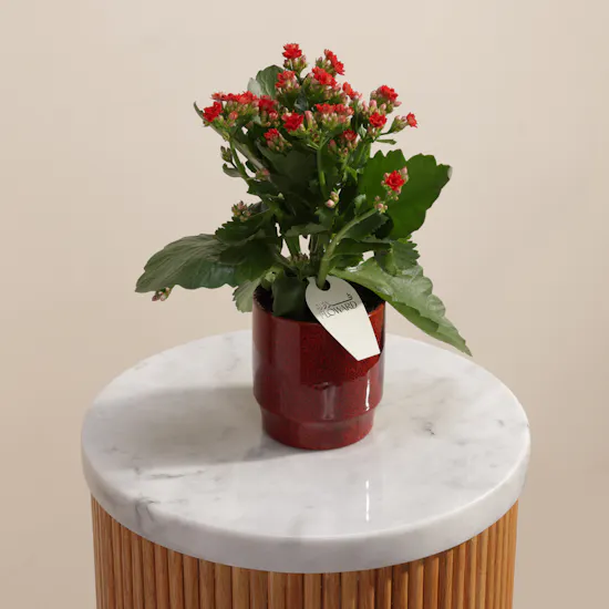 Enchanting Red Kalanchoe Plant