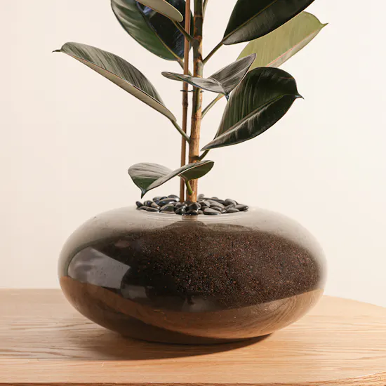 Ficus Elastica | Glass Pot