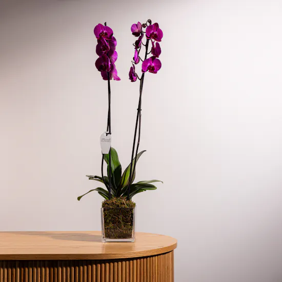 Majestic Purple Orchid Plant