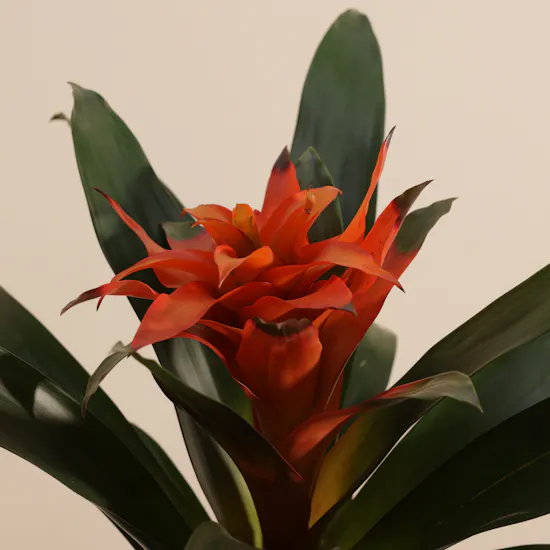 Radiant Orange Guzmania Plant