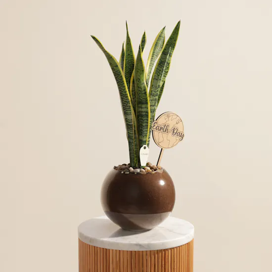 Unique Nigerian Sansevieria Earth Day Plant