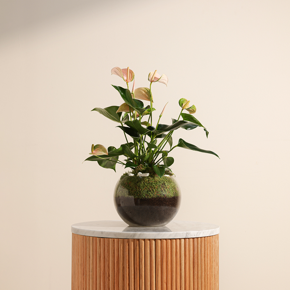 جولي الخوخى | وعاء زجاجي