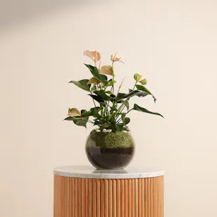 Peach Anthurium Joli | Fishbowl