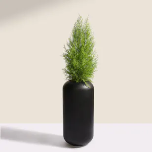 Light Big Cupressus Goldcrest Plant Pot