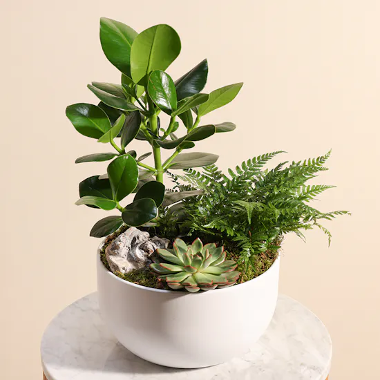 Bird Garden Plants