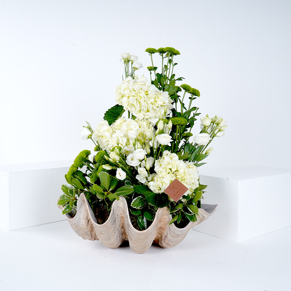 الصدفة | زهور بيضاء