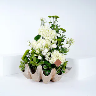 The Clam | White Flowers The Clam | White Flowers