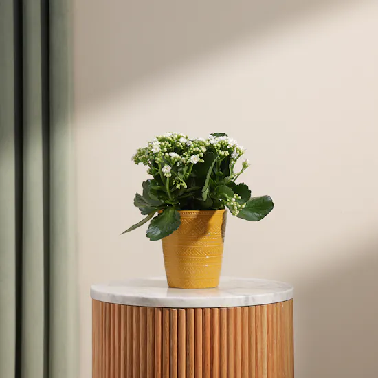 White Kalanchoe Plant