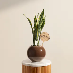 Unique Nigerian Sansevieria Earth Day Plant 