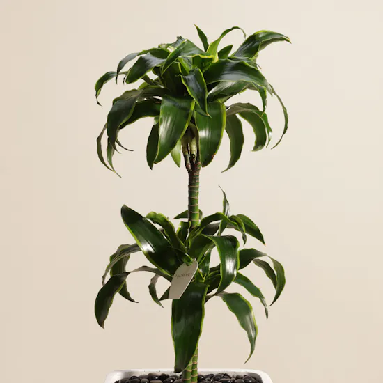 Delightful Dracaena Lemon Lime Plant