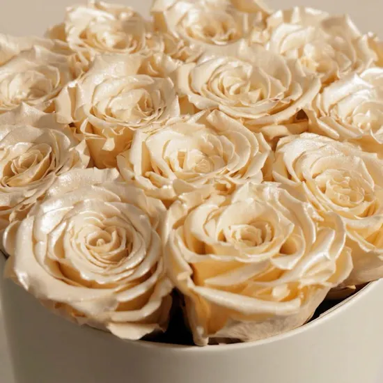 Preserved Satin Rose Box | 12 Rose