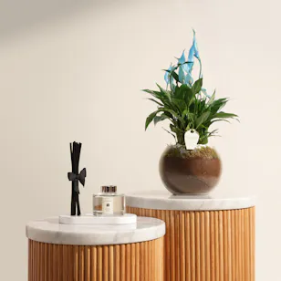 Jo Malone Peony & Blush Suede Reed Diffuser | Distinctive Plant
