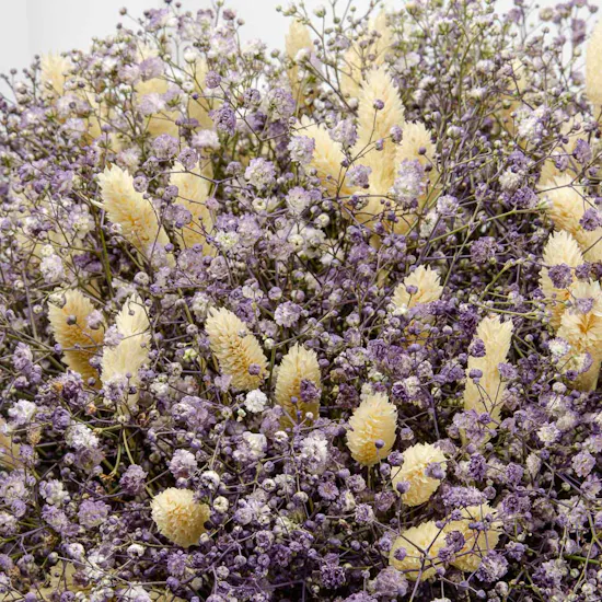 Purple Vibe | White Gypsophila