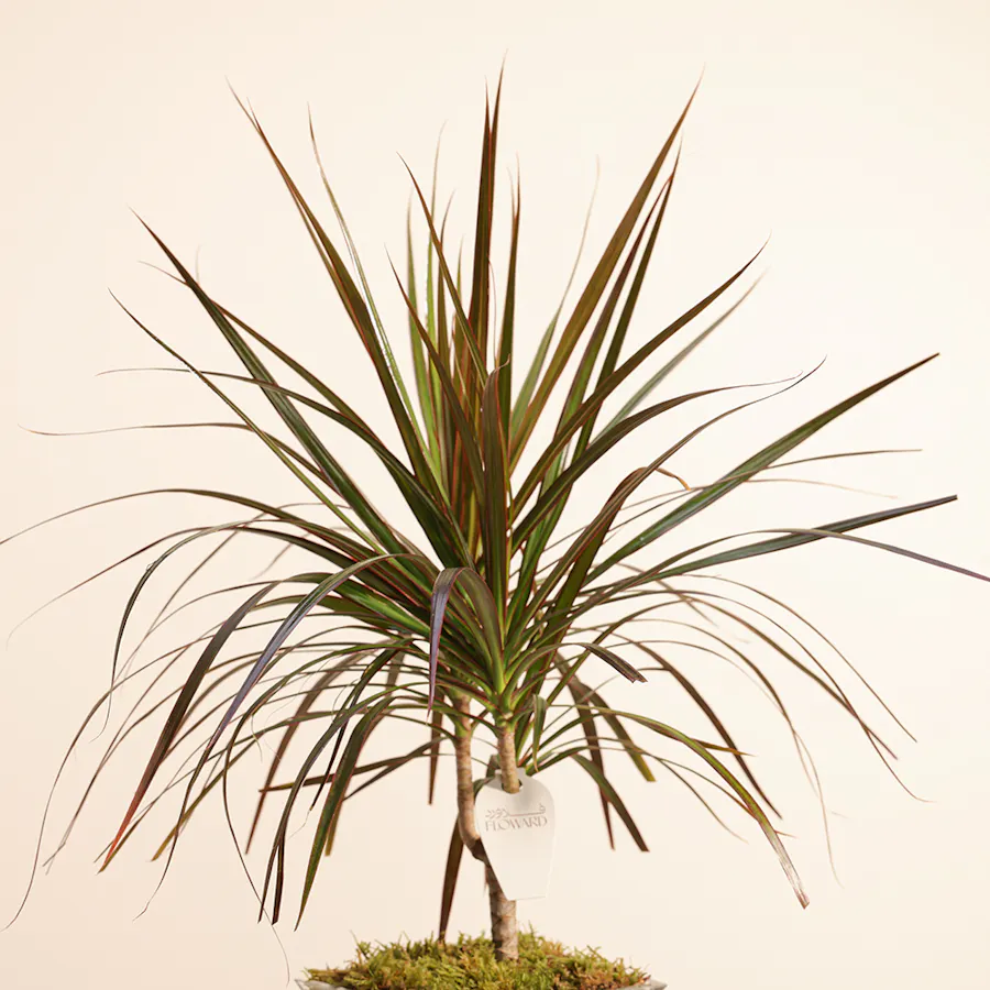 Dracaena Marginata 4