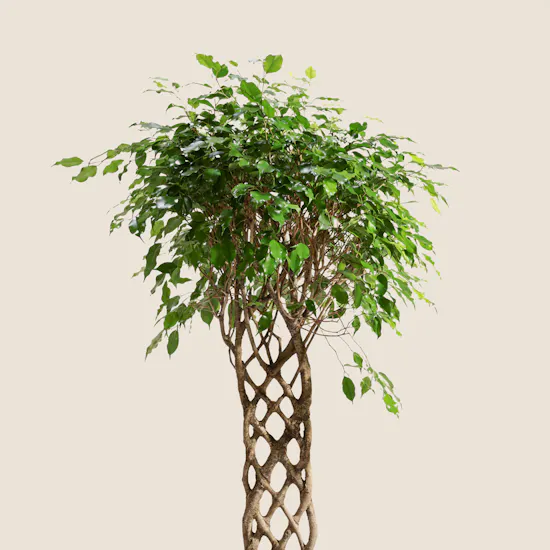 Stunning Ficus Benjamina Braided Plant