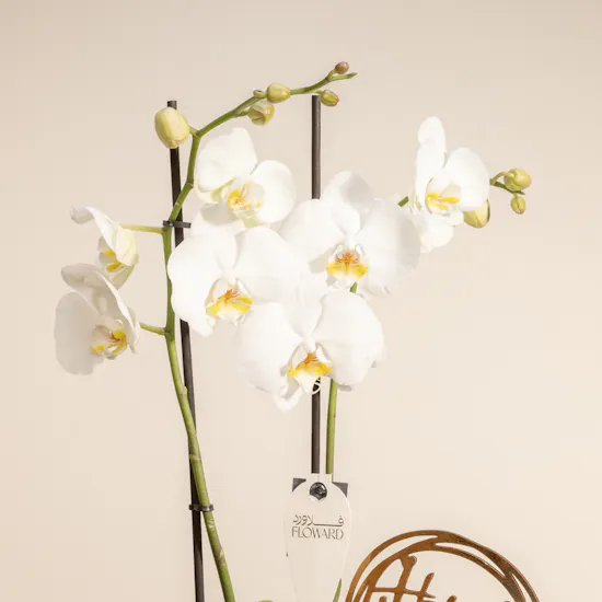 Happy Birthday Orchid Plant
