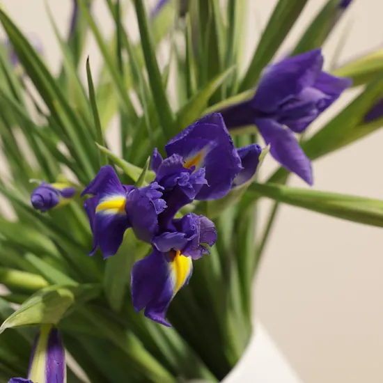 Blue Iris Petal Whisper Vase