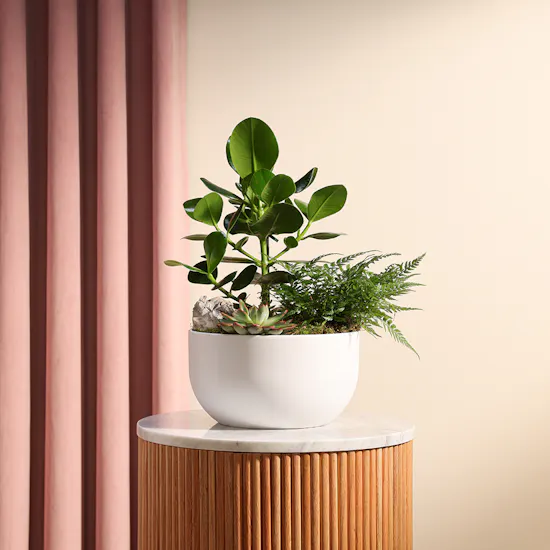Bird Garden Plants