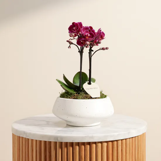 Velvet Small Purple Phalaenopsis Orchid Plant