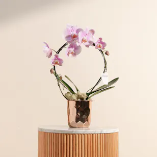 Elegant Pink Orchid